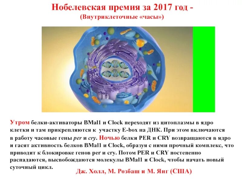 Белки активаторы. Циркадные ритмы Нобелевская премия. Интересные факты о ядре клетки. Белки активаторы это. Ядро клетки факты.