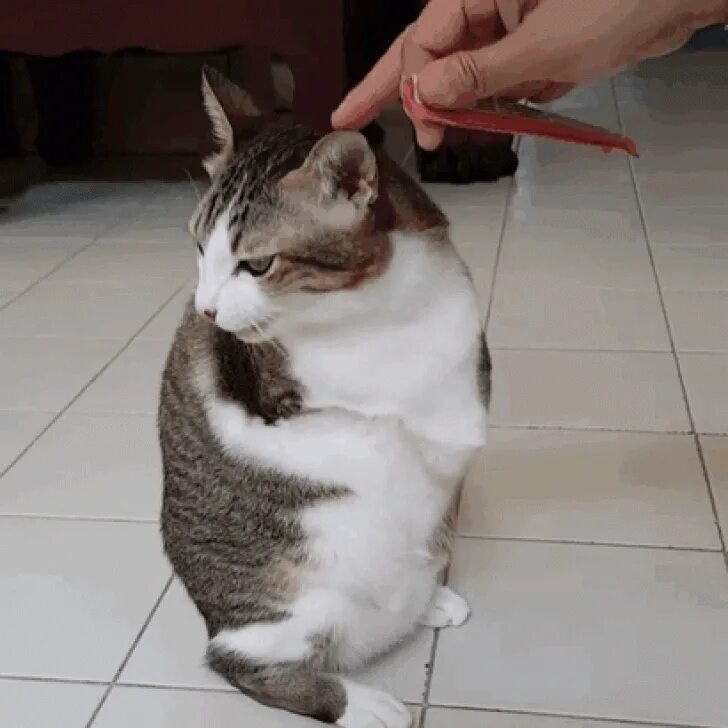 Кот ластится к ногам. Тру коты. Тру коты. Тру коты. Трон для кошки.