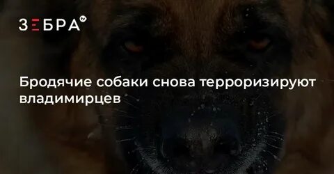 Опять собака