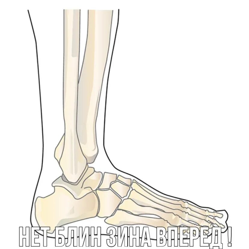 Нога человека щиколотка. Кости лодыжки анатомия. Латеральная лодыжка анатомия. Медиальная лодыжка расположена.