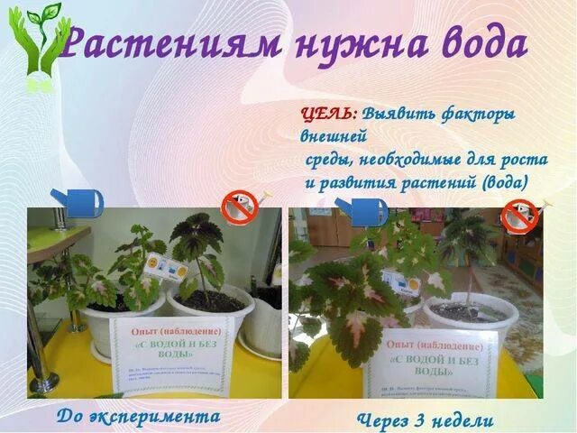 Опыты с растениями. Эксперимент с комнатными растениями. Эксперимент с комнатными растениями. Опыты с растениями. Опыты с комнатными цветами.
