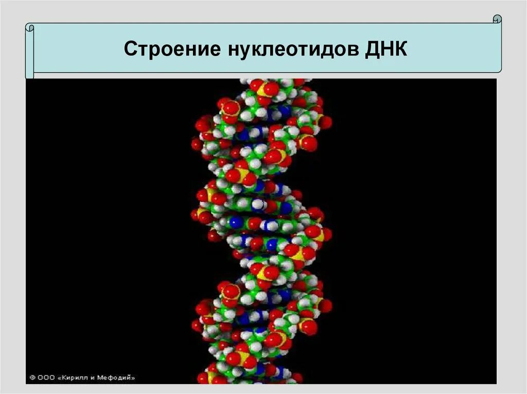 Буквы нуклеотидов. Нуклеотиды ДНК. Строение ДНК. 4 Нуклеотида ДНК. ДНК для презентации.