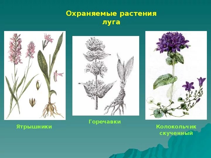 Луговые цветы 4 класс. Растения Луга. Луговые растения названия. Охраняемые растения. Интересные растения Луга.