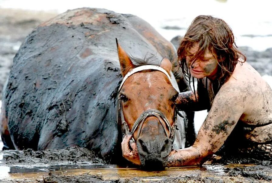 Сон спасала лошадей. Сон спасала лошадей. Женщина легла под лошадь. Келси дженнингс конь. Сон спасала лошадей.