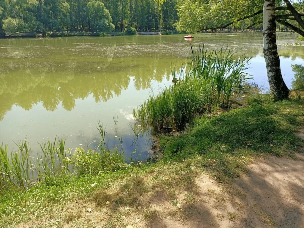 Кувшинки архыз. Пруды замартынье липецкая область. Загрязнённые водоёмы в челябинске. Пруд и демон. Базовский пруд химки.