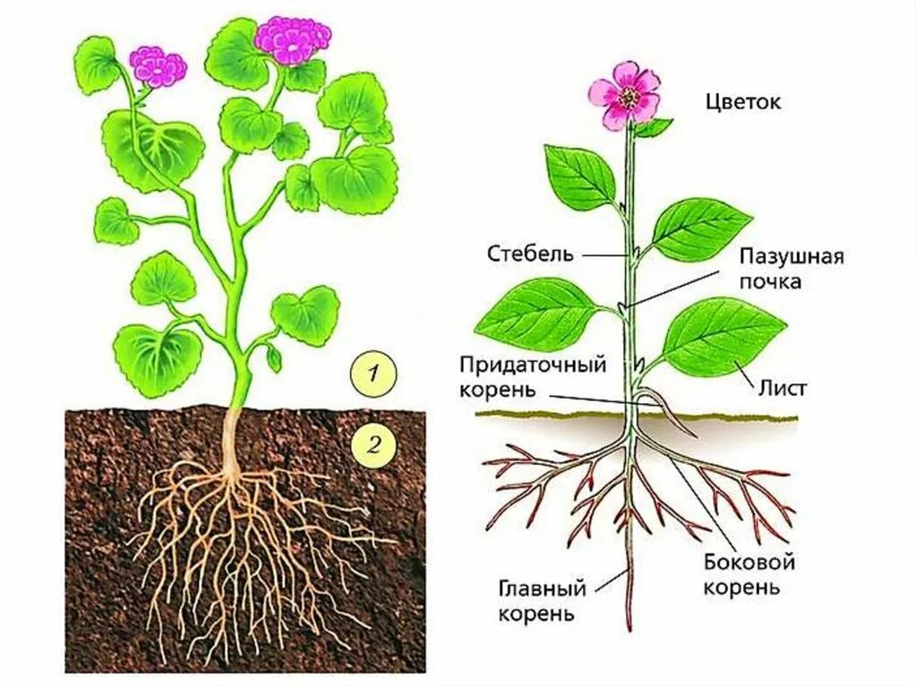 Корневая система цветковых растений. Строение побега цветкового растения рисунок. Строение побега цветкового растения схема. Корень покрытосеменных растений. Строение комнатного растения.