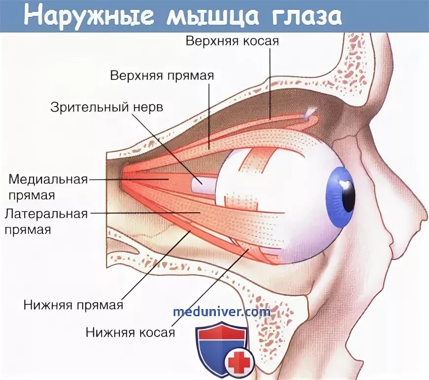 Какой нерв иннервирует глазную мышцу. Глазодвигательные мышцы глаза иннервация. иннервация мышц глаза глазодвигательным нервом. иннервация наружных мышц глаза анатомия. иннервация наружных мышц глазного яблока.