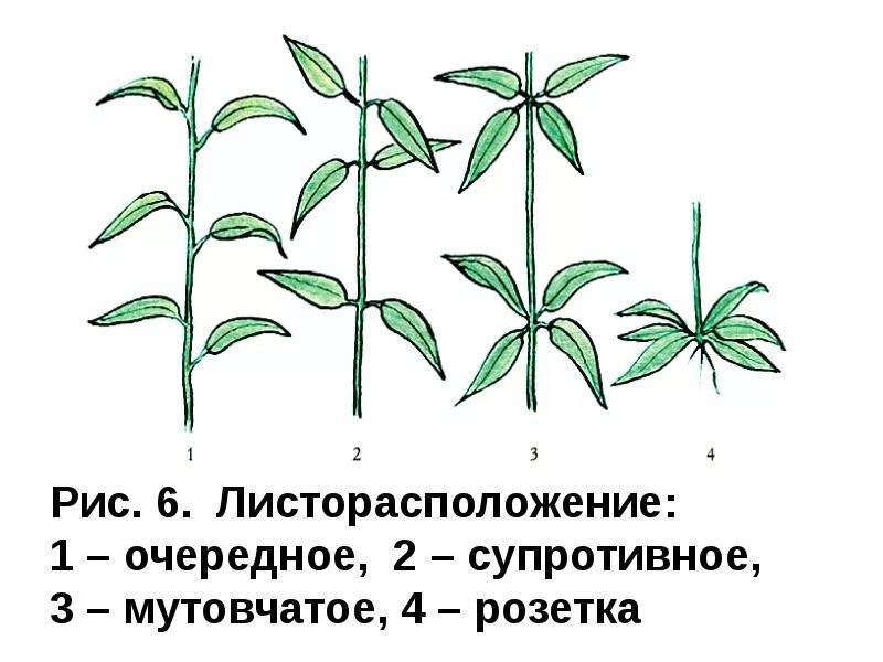 Какие типы расположения листьев