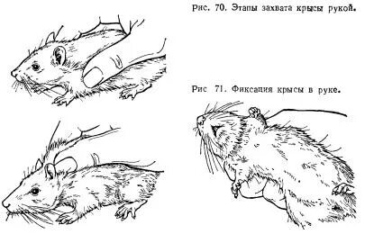 Где находится крыс