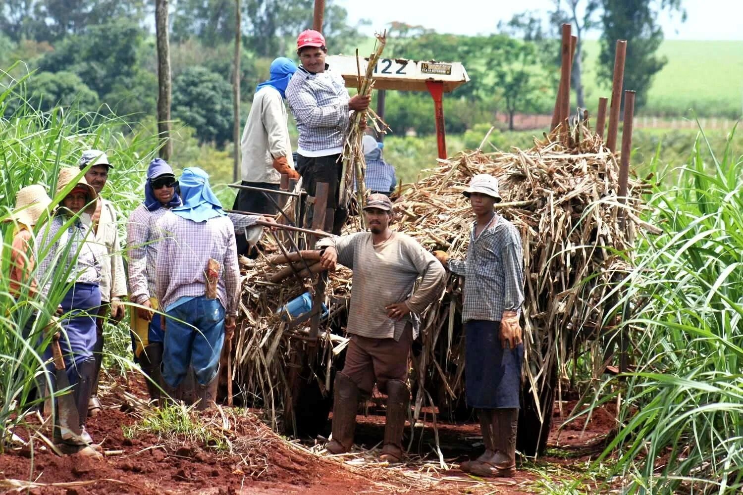 Плантации сахарного тростника на Кубе. Сельское хозяйство Бразилии сахарный тростник. Куба экономика сахарный тростник. Уборка сахарного тростника на Кубе.
