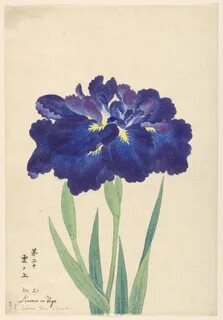 Japanese Iris Paintings 11-20.
