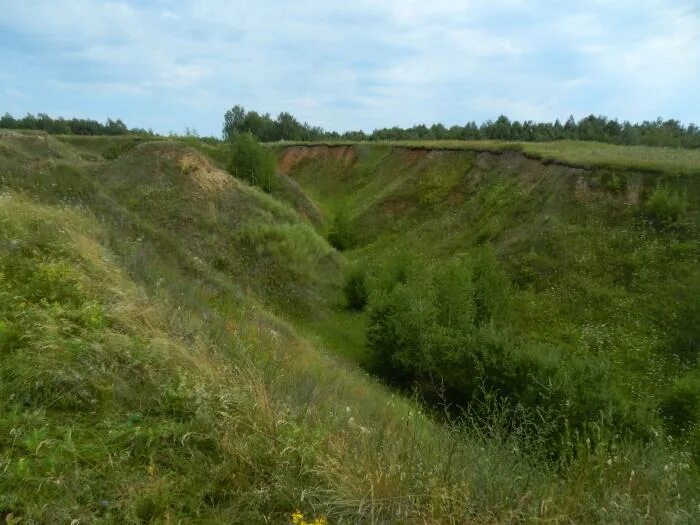 Овражно-балочный рельеф белгородской области. Молодой овраг. Растущие овраги. Сивиньские овраги мордовия. Белгородские сосны овраг.