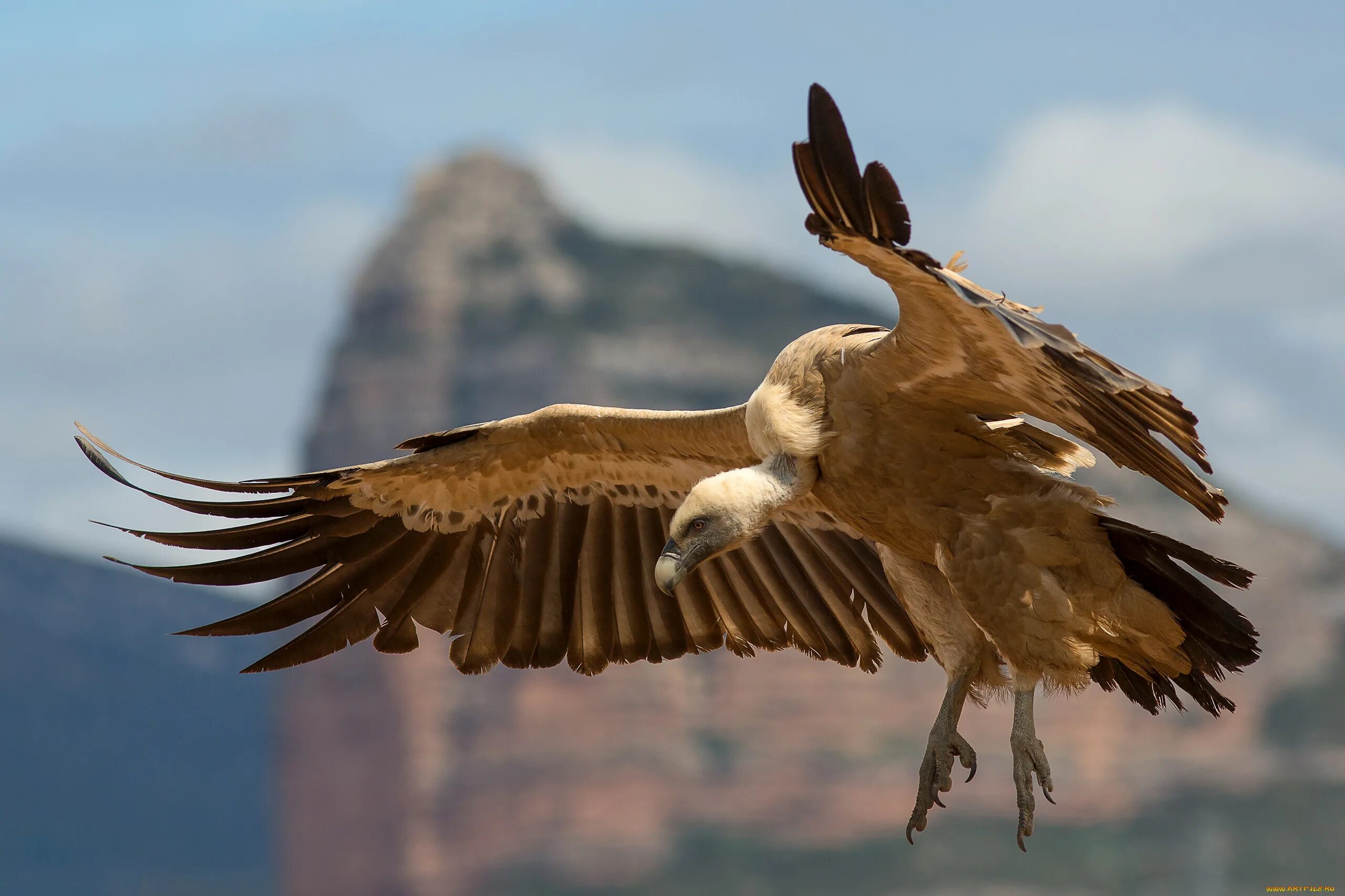 Грифон Стервятник Рубелла. Белоголовый СИП (Gyps fulvus). Белоголовый СИП кавказский. Белоголовый СИП Сербия.