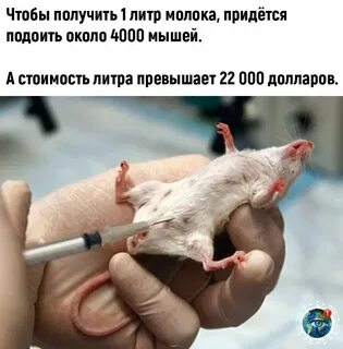 Мышиное молоко