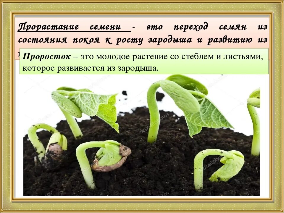 Всхожесть семян огурцов. Всхожесть семян. Прорастание растений. Способы прорастания семян. Прорастание семян огурца.