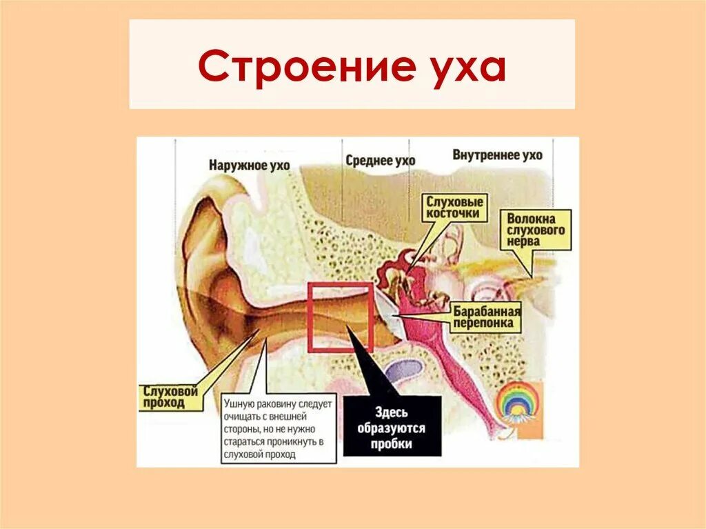 Из каких отделов состоит ухо. Схема строения наружного среднего и внутреннего уха. Наружное ухо среднее ухо внутреннее ухо строение. Строение уха вид сбоку. Строение среднего уха схема.