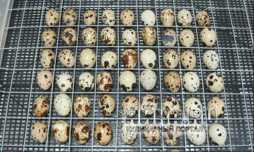 Режим инкубации перепелов. Инкубация перепелиных яиц овоскопирование. Таблица для инкубации яиц перепелов. Инкубационное яйцо перепелов инкубация. Перепела инкубация яиц.