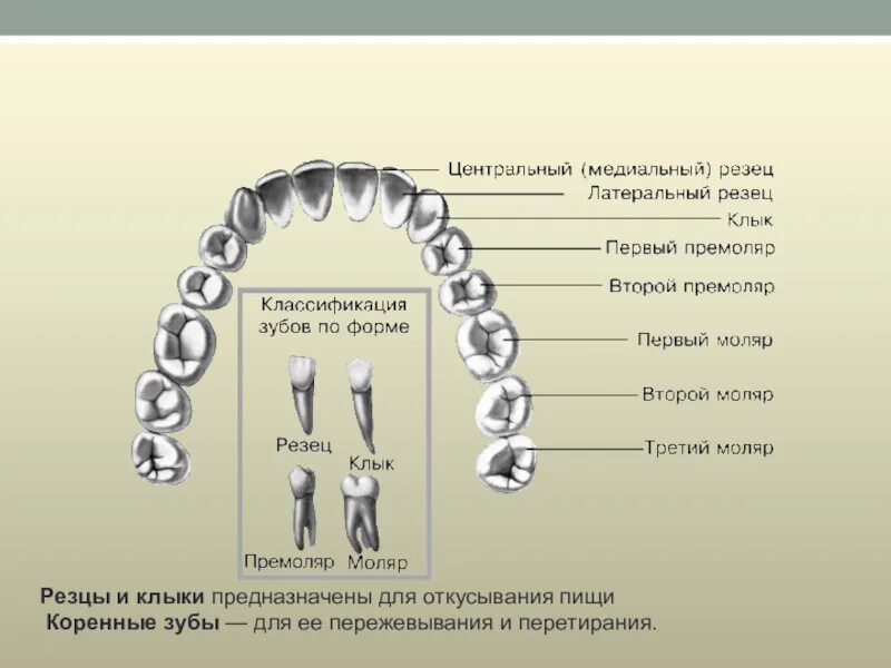 Форма передних резцов