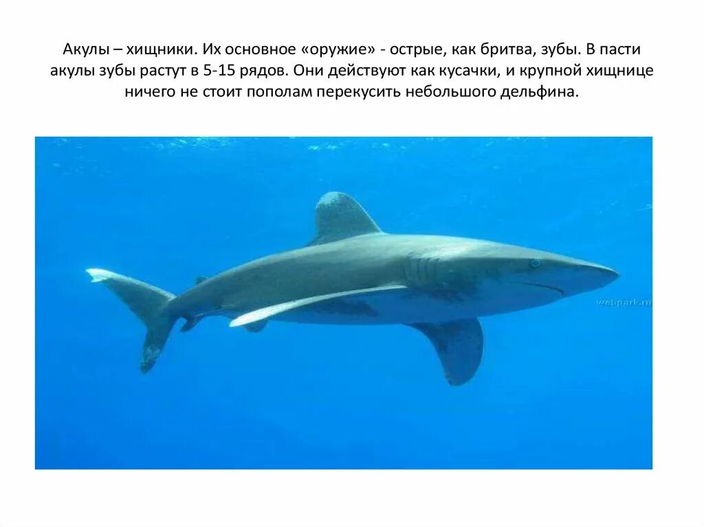 Доклад про акулу. Белая акула презентация. Информация о акуле. Доклад про белую акулу. Интересные факты для детей о белой акуле.