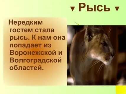 Волгоградская красная книга животные