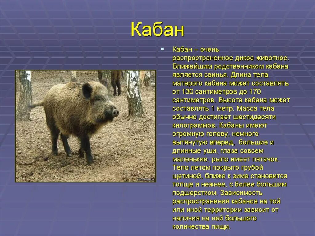 Дикие животные доклад. Кабан описание. Кабан презентация. Информация о кабане. Доклад про кабана.