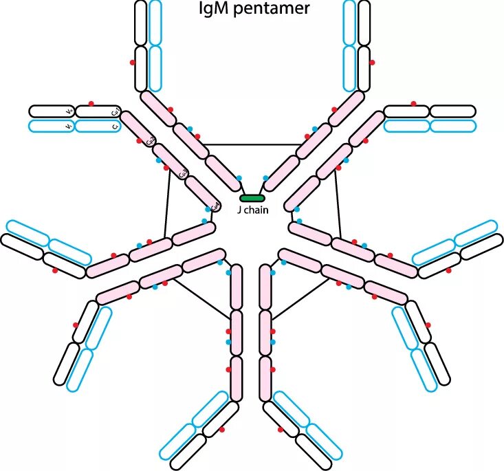 Иммуноглобулин ig. IGM строение иммуноглобулина. Структуры антител IGM. Иммуноглобулины антитела IGM. IGM антитела строение.