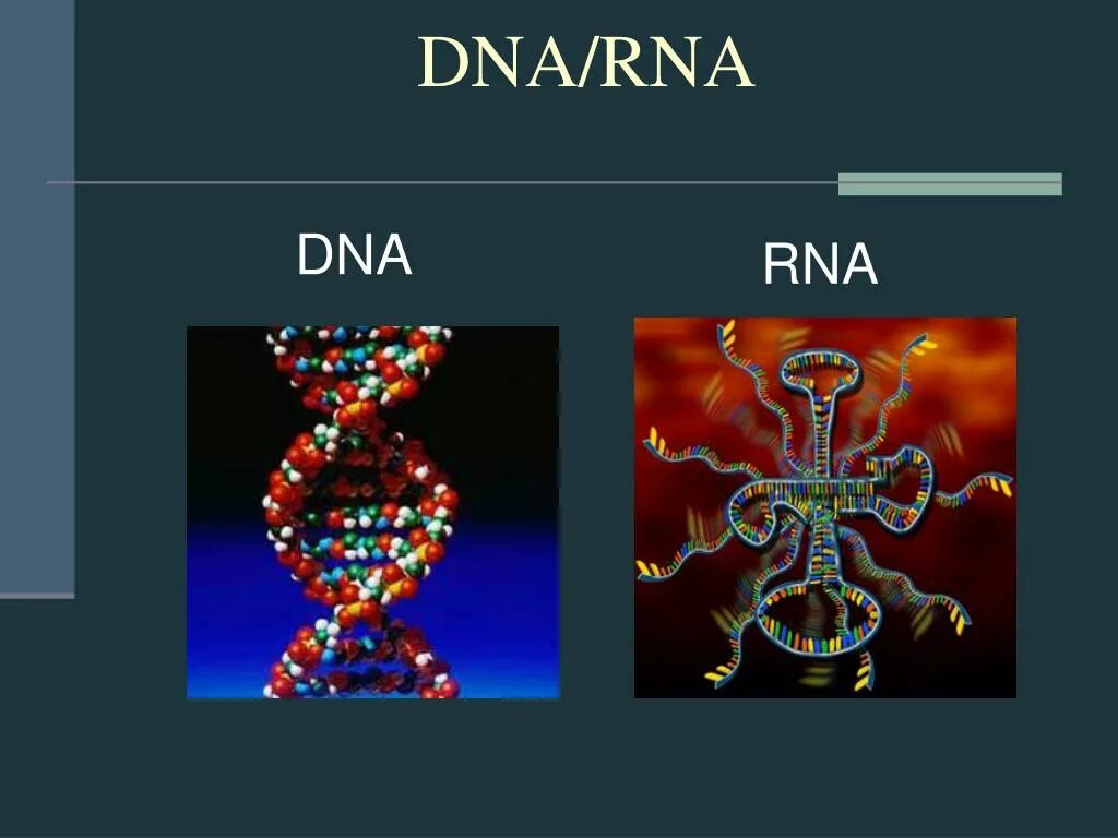 ДНК И РНК. ДНК от РНК. ДНК И РНК различия. Молекула ДНК И РНК.