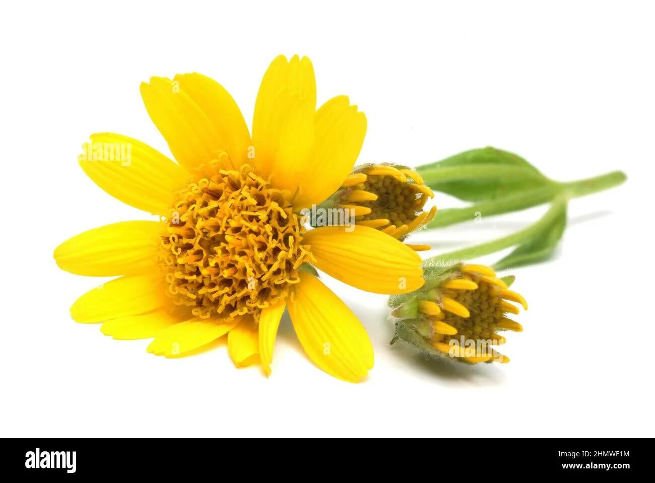 Arnica montana extract. Цветок арники горной. Arnica montana extract. Экстракт арники. Арника монтана растение.