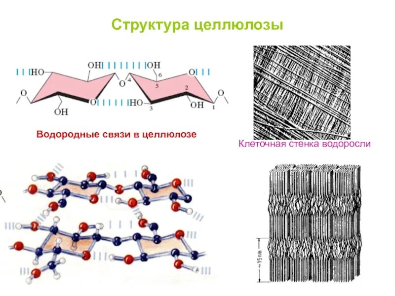 Формула структурного звена целлюлозы. Каркас клеточной стенки. Целлюлоза связи. Гликозидные связи в целлюлозе. Целлюлоза.
