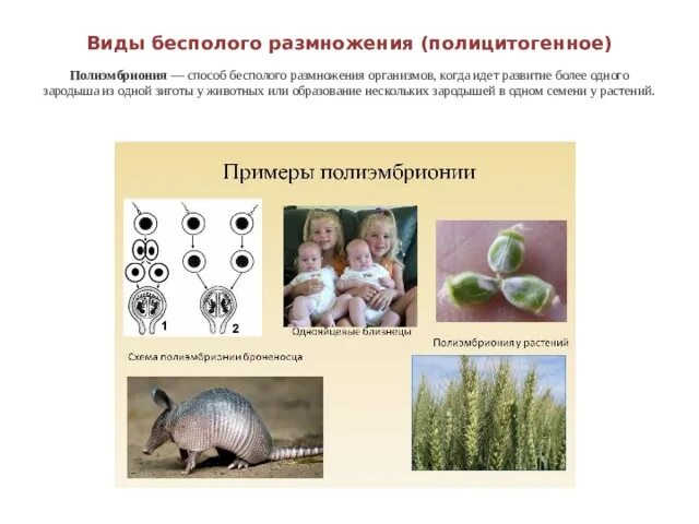 Полиэмбриония какое размножение. Размножение броненосцев полиэмбриония. Схема размножения полиэмбриония. Полиэмбриония бесполое размножение растения. Полиэмбриония это бесполое или половое.