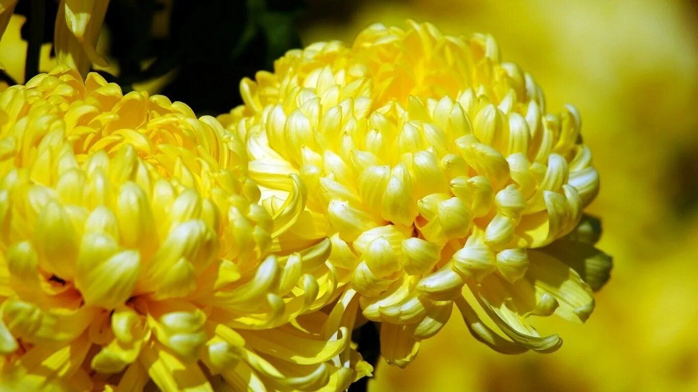 Цветы желтые хризантемы. Хризантема Wonder Yellow. Хризантема золотой шар. Золотые японские хризантемы.