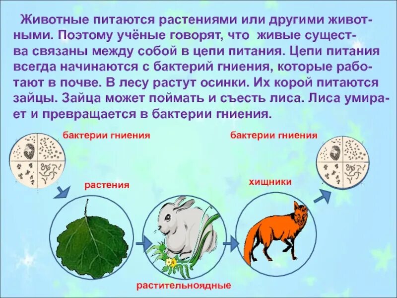 Сообщение как питаются животные. Цепи питания животных. живые существа связаны между собой в. чем связаны растения и животные. животные и растения связаны между собой в.