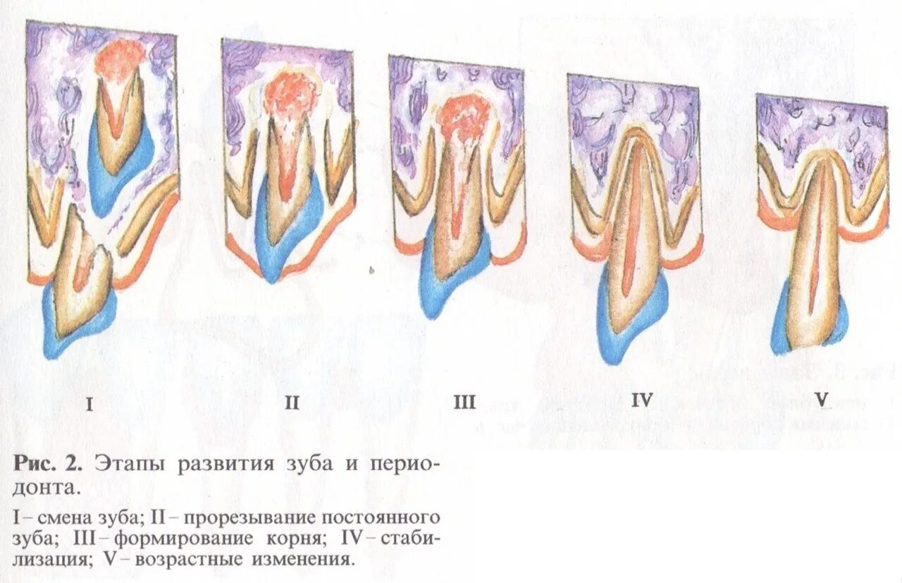 Стадии формирования корня зуба у детей. Этапы формирования корня зуба. Развитие зубов у человека