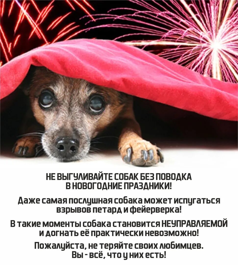 Собака боится салюта. Собака боится салюта. Животные и фейерверки. Собака и салют. Опасный новый год для животных.