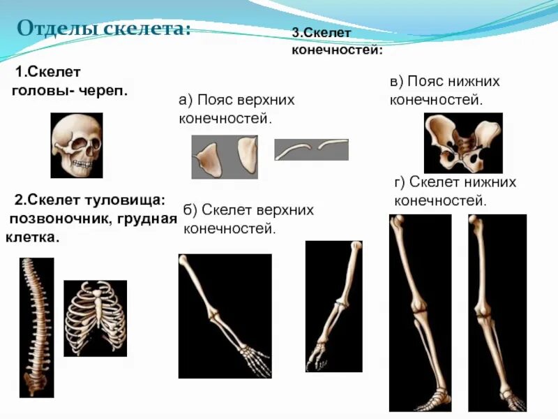 Сколько отделов скелета. Отделы скелета. Скелет отделы скелета. Отделы скелета конечностей человека. Строение скелета головы туловища и конечностей.