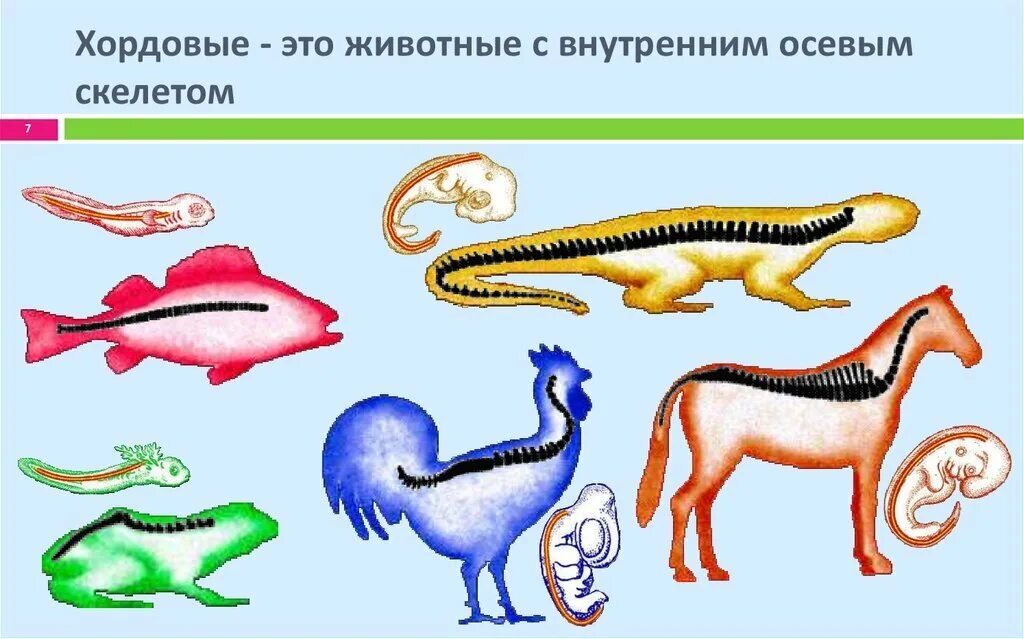 Подтипы хордовых животных. Тип Хордовые 3 подтипа. Классы позвоночных хордовых. Хордовые Подтип позвоночные представители.