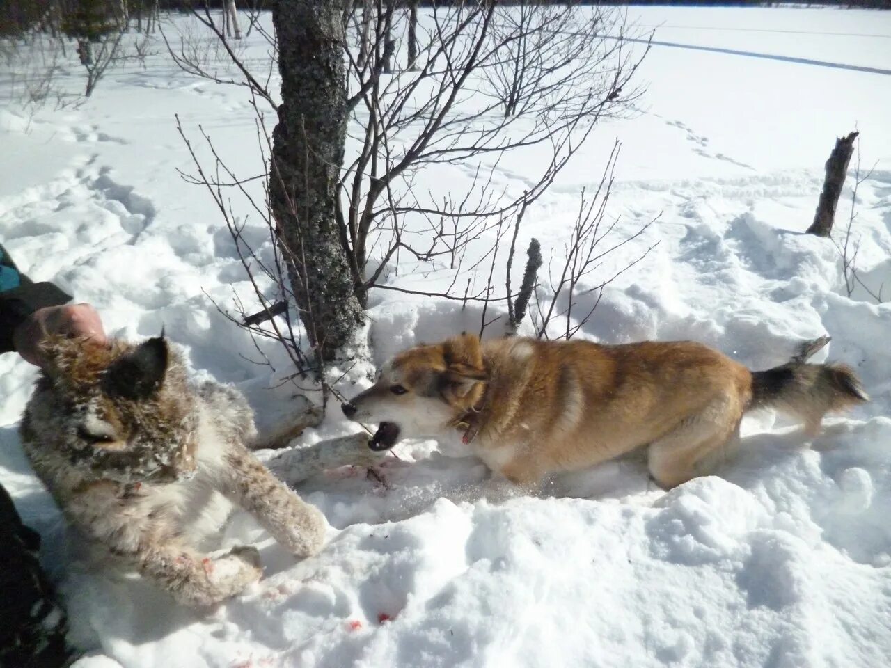 охота на рысь зимой. рысь охотится на зайца. рысь обыкновенная зимой. охота на рысь зимой. охота на рысь зимой.
