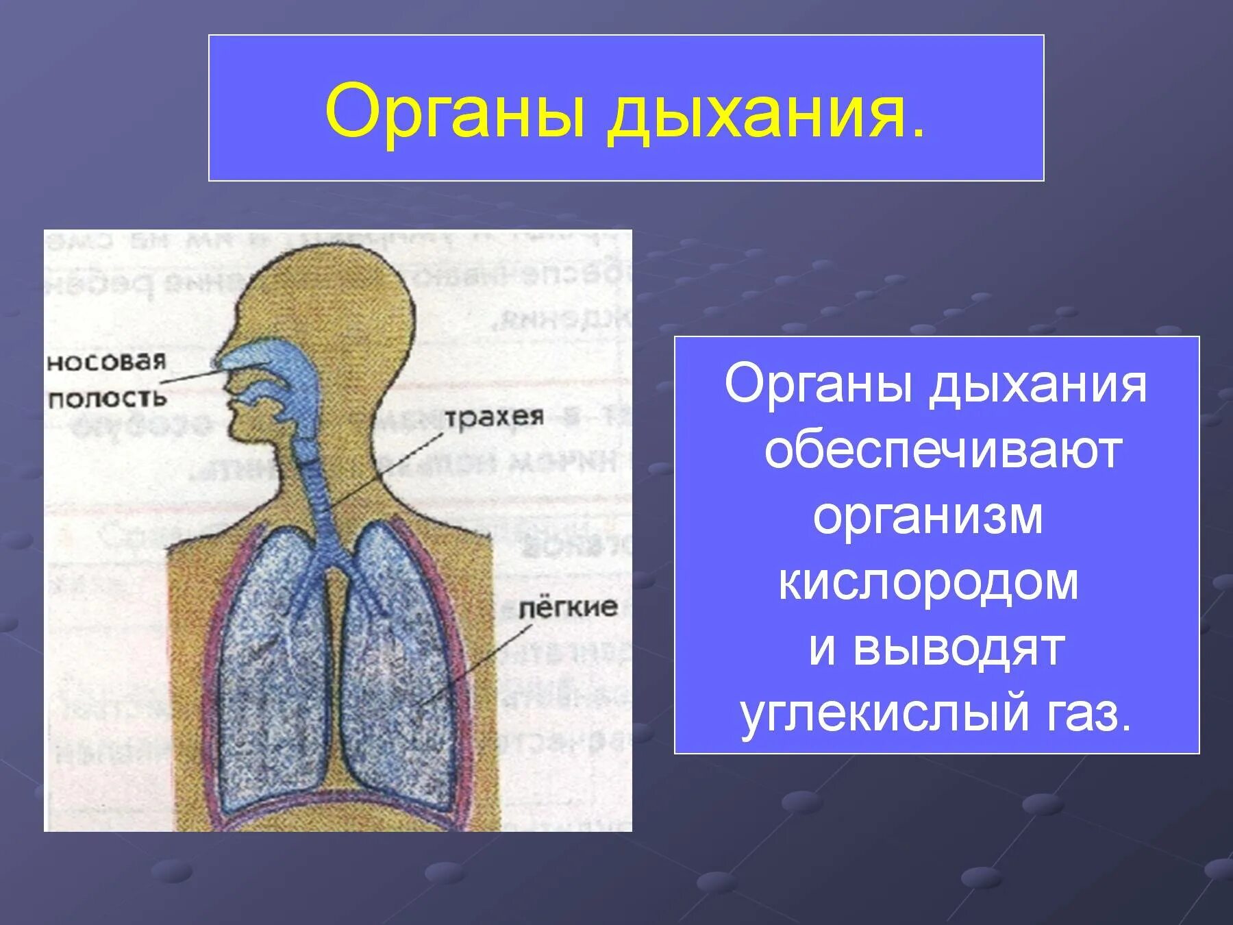 Органы дыхания обеспечивают организм. Обеспечивает организм кислородом и выводят углекислый. Дыхательная система обеспечивает организм. Дыхание система обеспечивает поступление в организм. Дыхательная система.