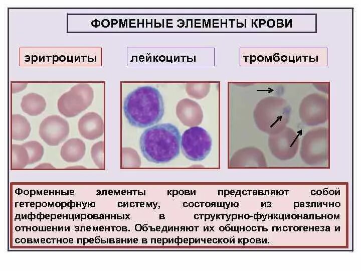 Снижение форменных элементов. Состав крови форменные элементы крови. Форменные элементы крови ультраструктурная организация лейкоцитов. Ферментные элементы крови. Элементы крови эритроциты.