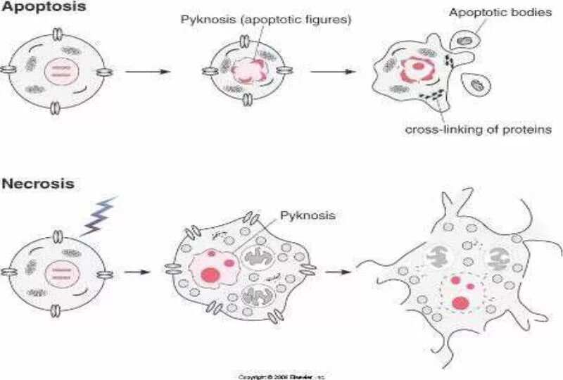 Некроз клетки схема. Апоптоз схема. Апоптоз макрофагов. Макрофаги регенерация. Макрофаги в тканях