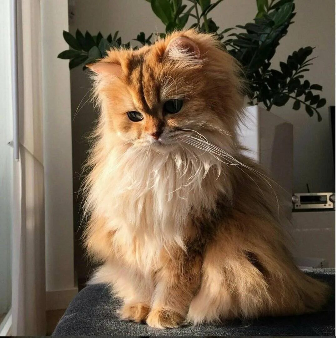 Котиков красивых пушистых