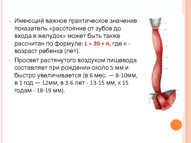 Мышечная трубка длиной 25-30 см. Диаметр пищевода у ребенка 1 год. Длина пищевода к 5 годам. Длина пищевода к 5 годам. Пищевод.