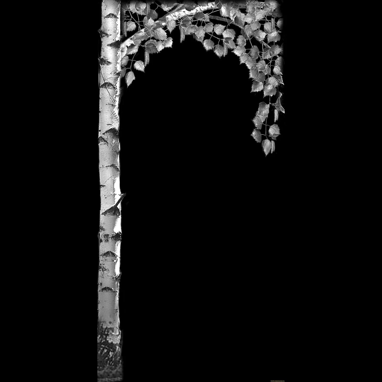 Ветки на памятнике. Береза на памятник. березка для гравировки. деревья для гравировки на памятниках. береза для гравировки на памятнике.