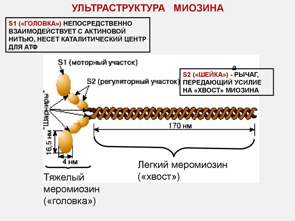 Нити актина. Строение миозина. Строение головки миозина. Структура миозина биохимия. Миозиновая нить строение.