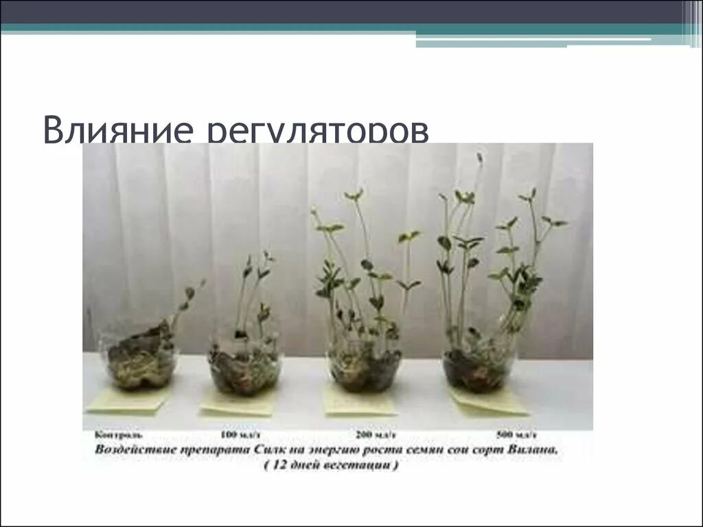 В чем особенность роста у растений. Регуляторы роста и развития растений. Влияние регуляторов роста на растение. Синтетические регуляторы роста растений. Виды растений- регуляторы.