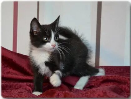 Черно белый котенок в доме