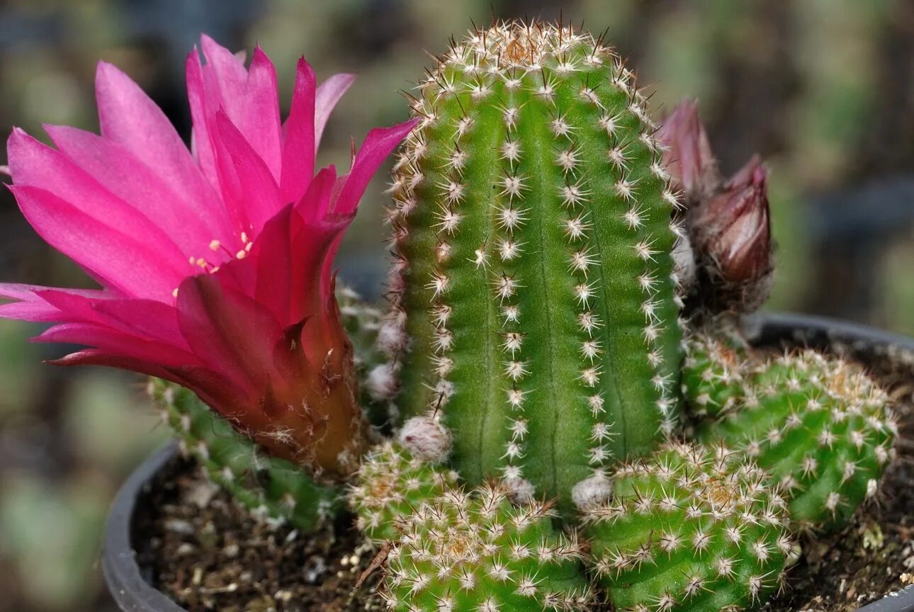Cactus dg. Chamaelobivia. Хамеолобивия Виолет. Хамеолобивия фуксия. Хамецереус гибридный.