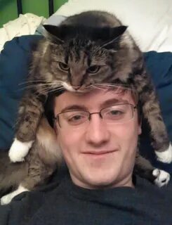 Кошка тренд