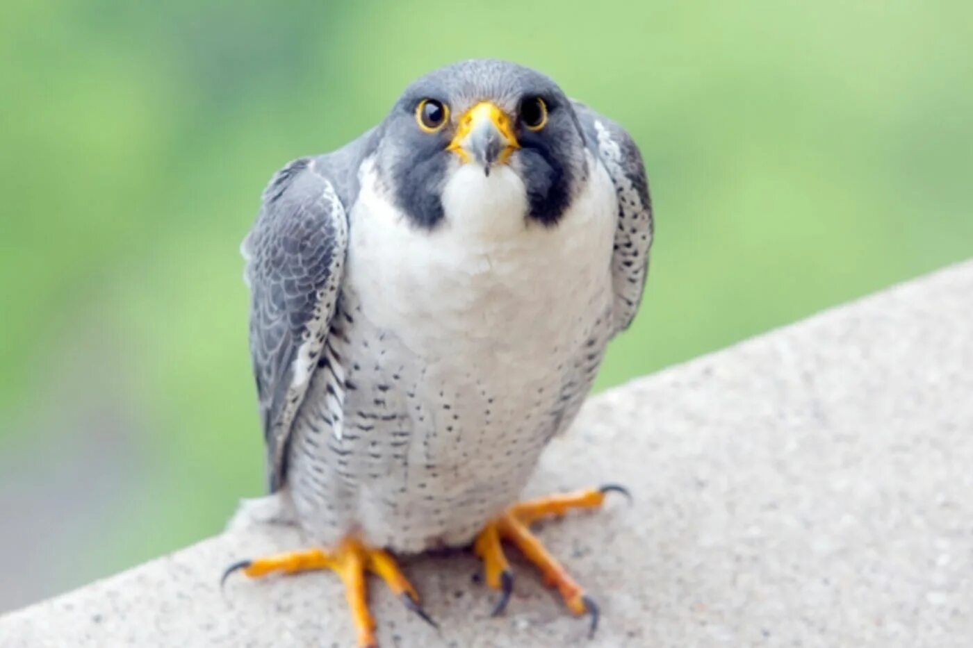 Сокол Сапсан птица. Peregrine Falcon. Falco peregrinus. Ланнер (среднеземноморский Сокол). Fastest bird