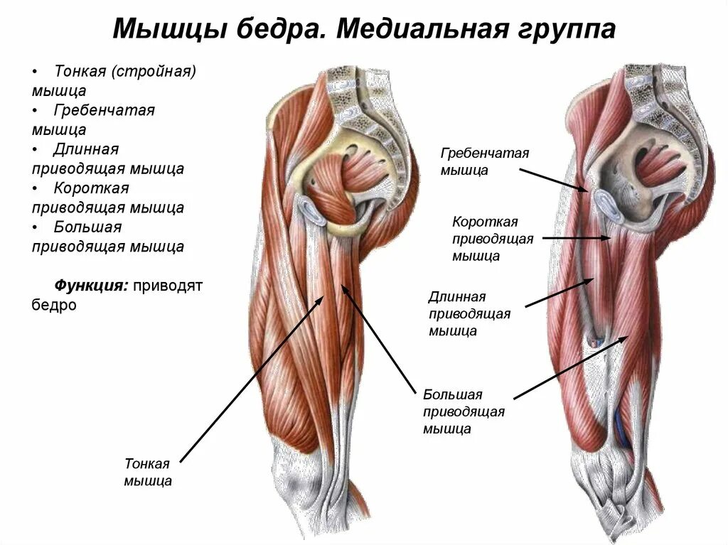 Функции приводящих мышц. Мышцы бедра медиальная мышца. Медиальная группа мышц бедра. Задняя часть бедра название мышцы. Мышцы бедра передняя группа.